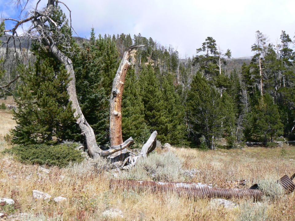 Dead tree and corrugated pipe in a dry field with pine forest