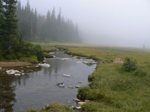 2006 Ford E350 - A stream flows through a grassy meadow on a foggy day, with pine trees in the background.
