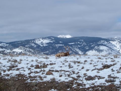 2006 Ford E350 - A large elk with impressive antlers lies down in a snow-covered field, with a backdrop of pine-covered mountains.