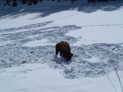 2006 Ford E350 - A lone bison forages in a snow-covered landscape with animal tracks.