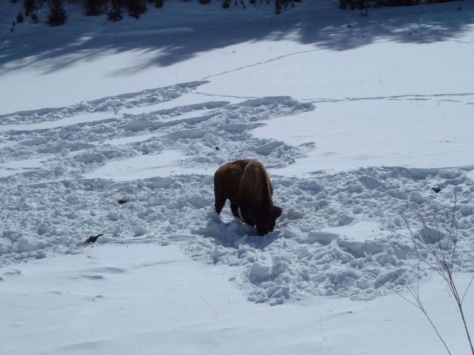 Bison grazing in deep snow with tracks visible