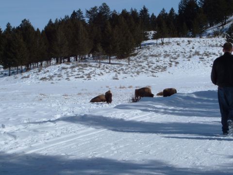 2006 Ford E350 - A person walks away from a group of bison resting in a snow-covered field.