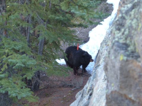 2006 Ford E350 - A black bear wearing an orange tag is seen in a wooded area with snow patches.