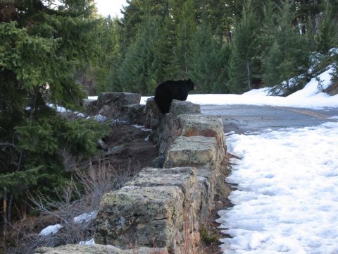 2006 Ford E350 - A black bear stands on a stone wall bordering a road with snow on the ground and pine trees in the background.