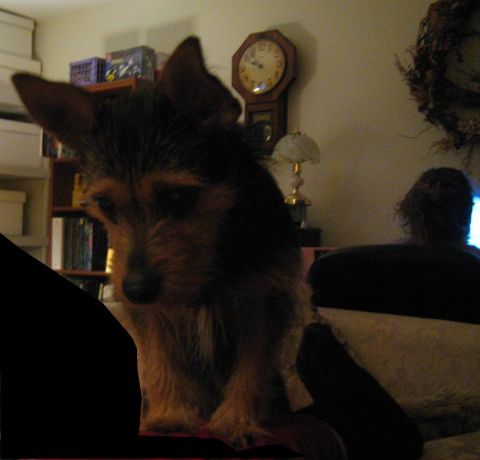 1988 Mercury Grand Marquis - Tobi begging 9-18-08