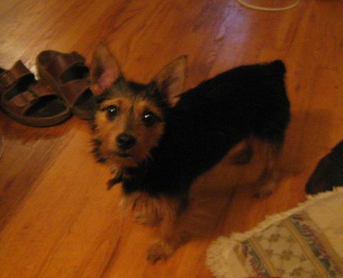 1988 Mercury Grand Marquis - A small dog with expressive eyes looks up from a wooden floor.