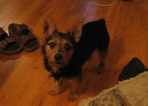 1988 Mercury Grand Marquis - A terrier mix dog looks up from a hardwood floor, with sandals visible to the left and a rug to the right.