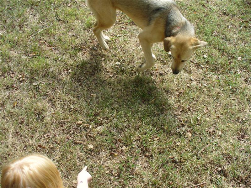 Tan dog jumping back from a snake in the grass as a child points at it