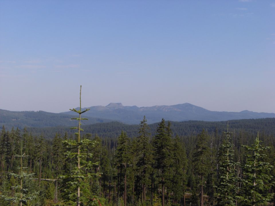Dense forest with mountains in the distance under a clear blue sky.