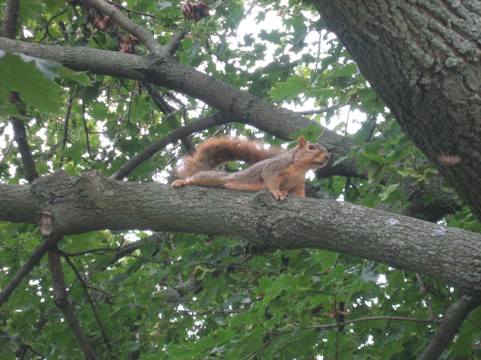 Squirrel resting on a tree branch among green leaves