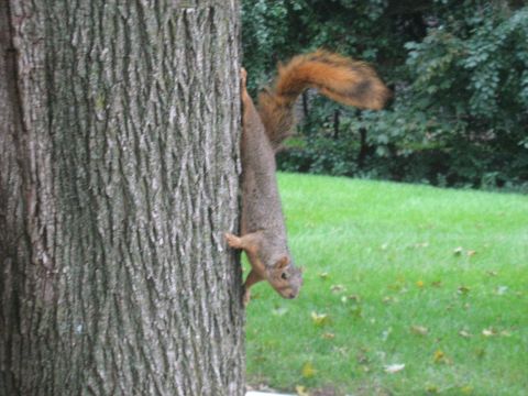 1988 Mercury Grand Marquis - A squirrel is climbing down a tree trunk. The background shows a grassy lawn and trees.