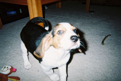 1991 Ford Bronco - A young beagle puppy with tri-color markings looks curiously towards the camera while sitting on a carpeted floor.