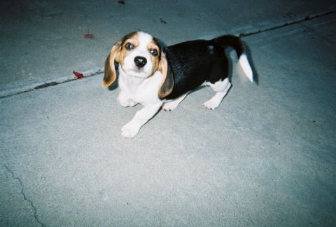 1991 Ford Bronco - A young beagle puppy stands on a concrete surface, looking towards the camera.