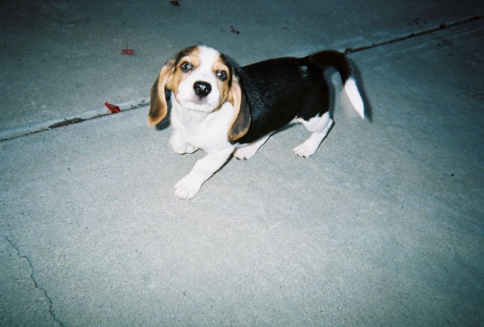 Beagle puppy with black, white, and brown markings on concrete