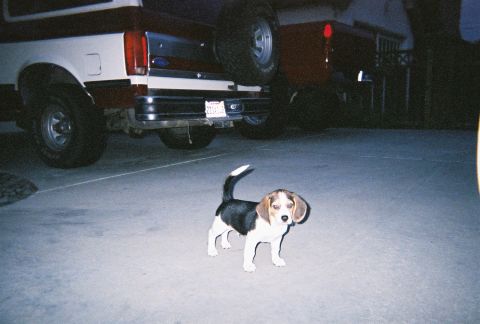 1991 Ford Bronco - A beagle puppy stands on pavement in front of two trucks at dusk.