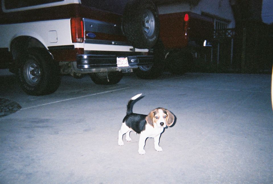 Beagle puppy standing on pavement in front of two trucks