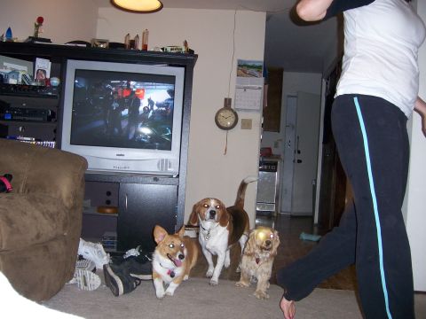1991 Ford Bronco - Three dogs are gathered in a room with a television displaying a scene of people working on vehicles.