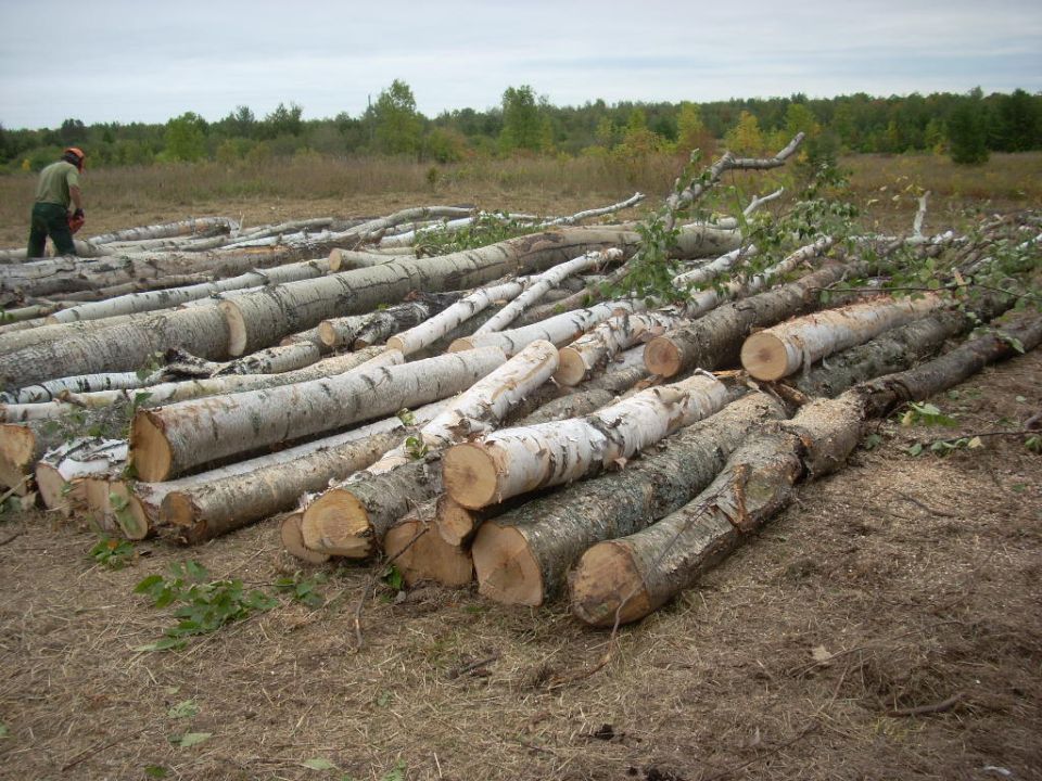 Logs piled on the ground with a person operating a chainsaw in the background