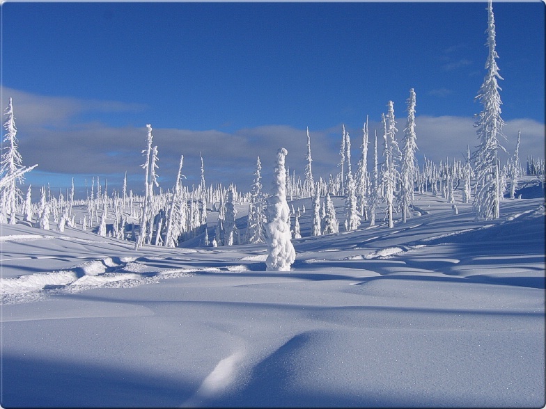 Untracked deep powder slope with snow-covered trees under deep blue sky