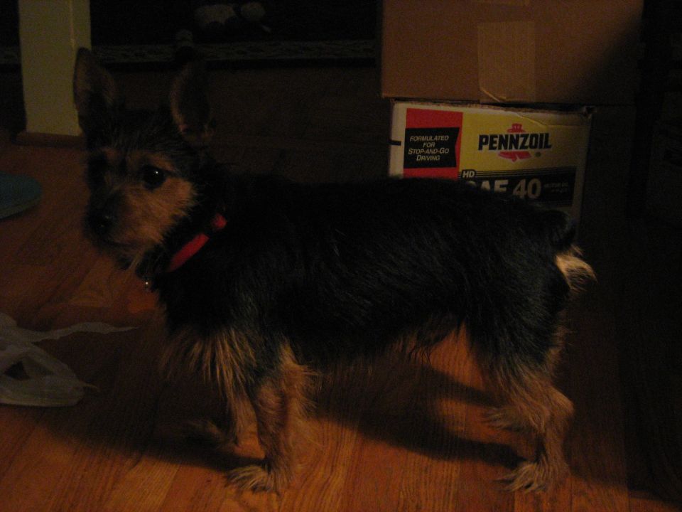 Small black and tan terrier dog with a red collar on a wood floor