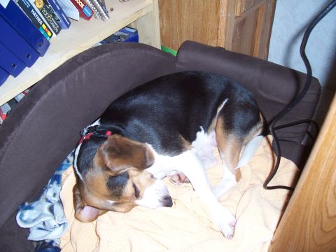 2003 Ford Ranger - A beagle dog is sleeping curled up on a brown dog bed with an orange blanket underneath. A black cord is visible behind the dog bed.