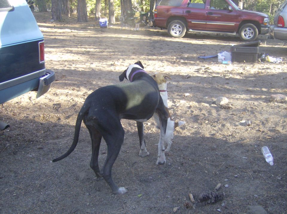 Two dogs in a dirt lot with a blue truck and a red SUV