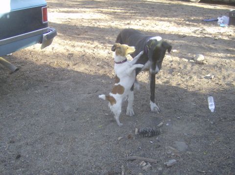 1986 Ford Bronco - Two dogs interact near the side of a parked truck.