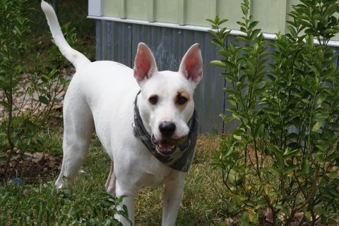 1996 Ford Bronco - A white dog wearing a bandana and holding a ball in its mouth stands alert in a grassy area.