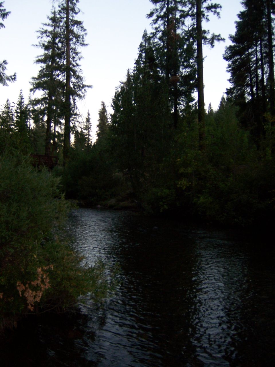 River flowing through a forest at dusk