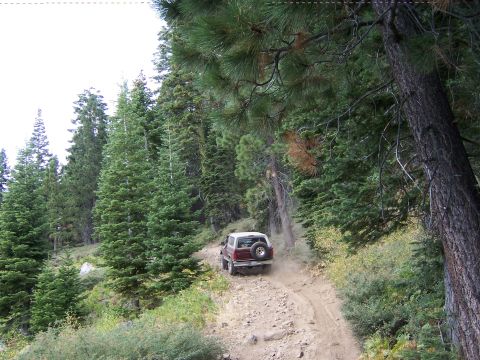 1991 Ford Bronco - Ford Bronco navigates a winding dirt path surrounded by dense pine trees.