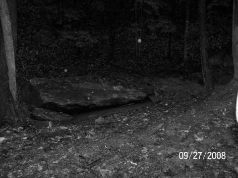 1992 Jeep Cherokee - A wooded area with a prominent rock formation and fallen leaves on the ground.