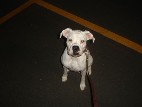 1989 Ford Bronco - A white bulldog sits patiently on a dark asphalt surface marked with yellow lines.