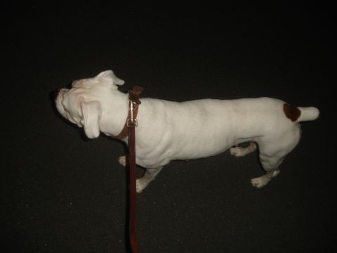 1989 Ford Bronco - A white dog with brown markings on its tail and body is shown on a leash.