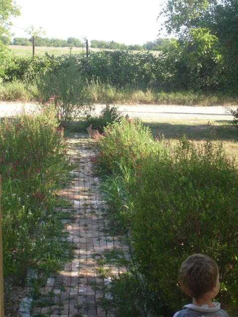 1989 Ford Bronco - A rabbit is seen in a garden path, with a child's head in the foreground and a field in the background.