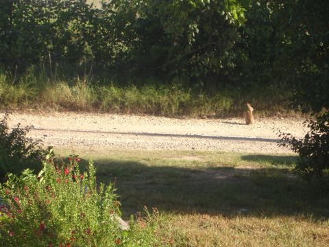 1989 Ford Bronco - A rabbit stands alert on a gravel road, surrounded by greenery and trees.