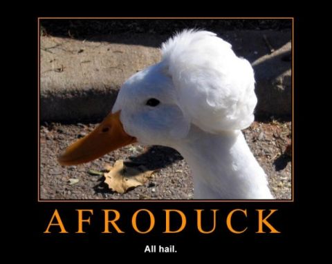 1996 Ford Bronco - A duck with a unique hairstyle is humorously labeled 'AFRODUCK' in this meme-style photograph.