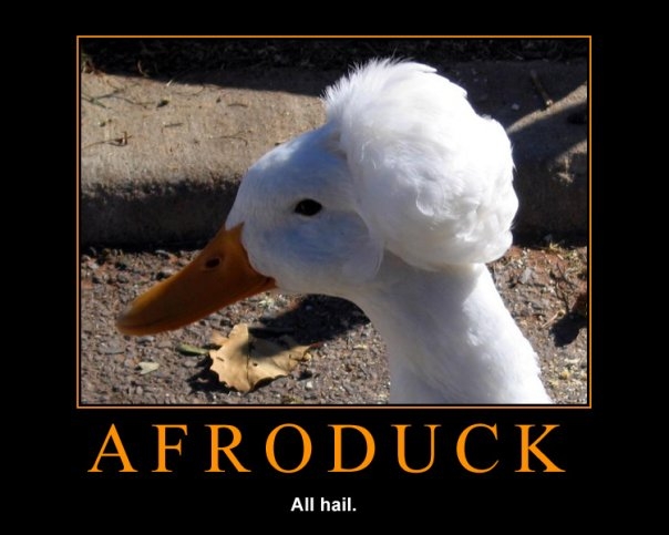 White duck with a fluffy crest on its head, orange beak, and text 'AFRODUCK' below