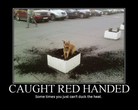 1996 Ford Bronco - A small dog is sitting in a planter box that has been dug up, with dirt scattered around it. The text below the image reads "CAUGHT RED HAN…