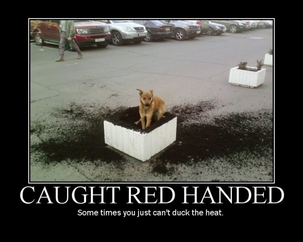 Dog sitting in a dug-up planter box with text "CAUGHT RED HANDED" below.
