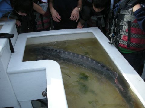 1991 Ford Bronco - People observe a large sturgeon swimming in a shallow tank.