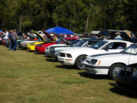 2007 Ford Mustang - Multiple Ford Mustangs are lined up on a grassy field under a sunny sky.