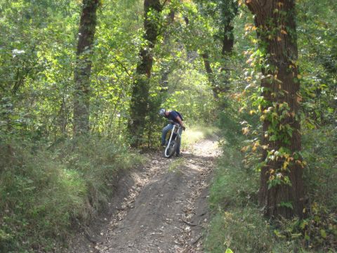 1993 Suzuki RMX250 - A dirt bike navigates a path through a dense forest, with a rider bent over the handlebars.