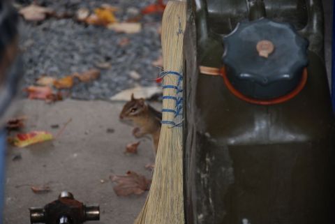 1996 Ford Bronco - A chipmunk pauses near a gas can and broom, surrounded by autumn leaves on a concrete patio.