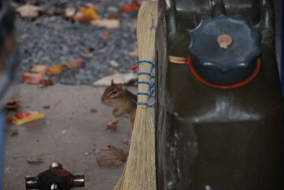 Chipmunk near a green gas can and broom on a concrete surface with fallen leaves