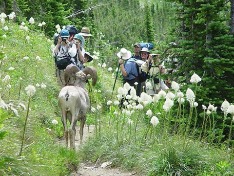 1974 Ford Ranchero - Hikers encounter a bighorn sheep while walking on a mountain trail surrounded by wildflowers.