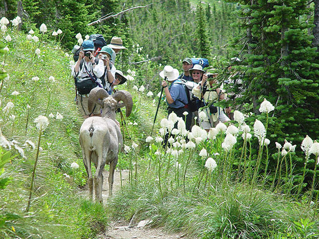 Bighorn sheep walks on a trail in front of hikers taking photos