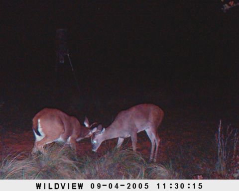 1985 Ford Ranger - Two deer are visible in this nighttime scene, captured by a trail camera on September 4, 2005.