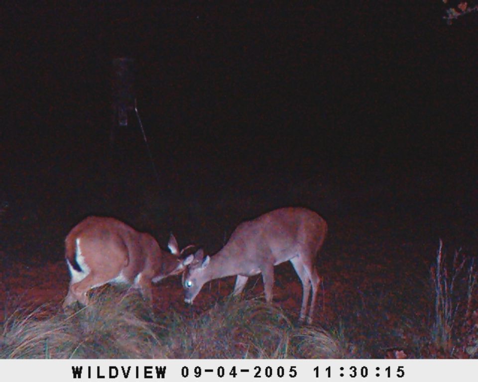 Two deer interacting in a grassy area at night. Text at bottom reads WILDVIEW 09-04-2005