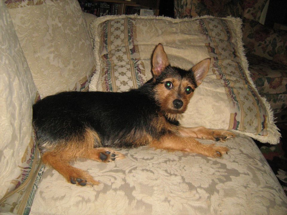 Small black and tan terrier-mix dog lying on a sofa