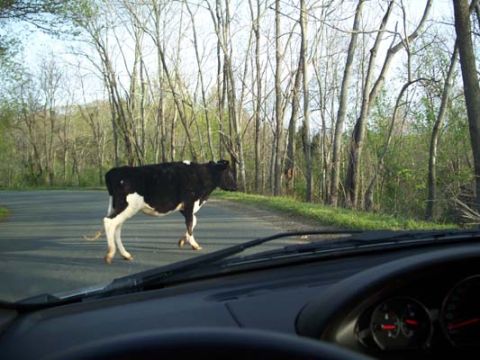 1971 Ford Ranchero - A cow obstructs traffic on a rural road, viewed from the driver's perspective.
